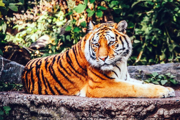 2024澳门白老虎正版资料,稳健设计策略_OEM77.488外观版