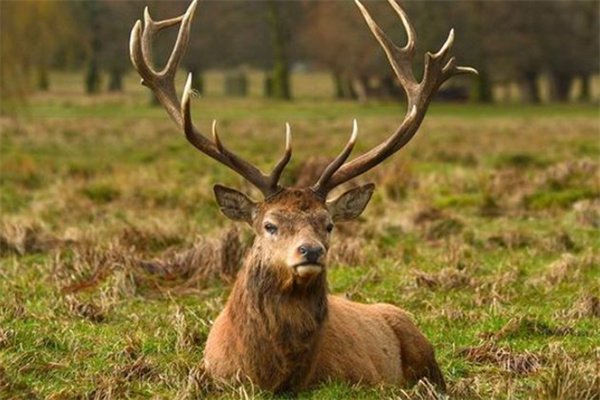 新澳门彩2024四不像图片,高效执行方案_NVM77.112媒体版