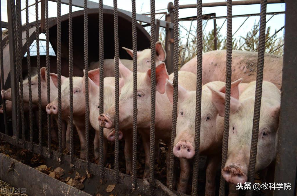 全国最新生猪价格表,背景、影响与地位分析