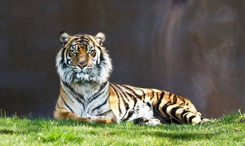 白老虎免费资料大全资料,实地验证策略具体_FVY77.224风尚版