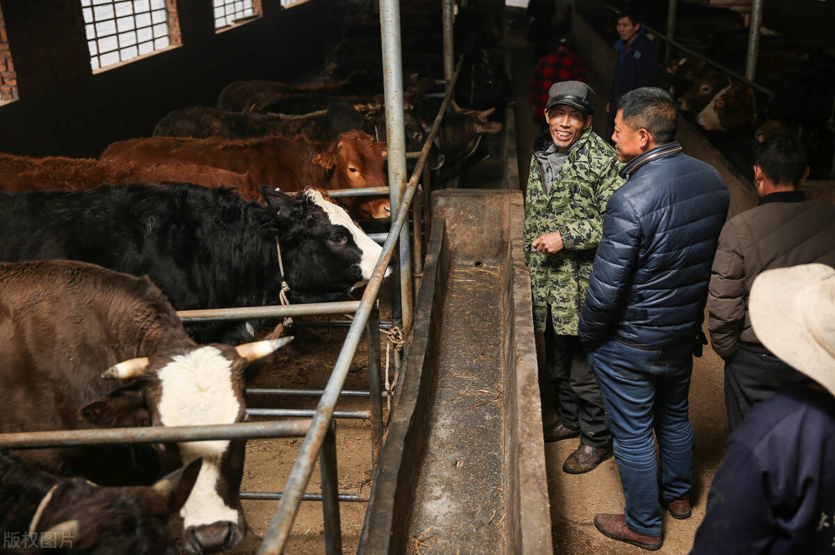 独特风味小店揭秘，牛行情价格最新消息探寻之旅