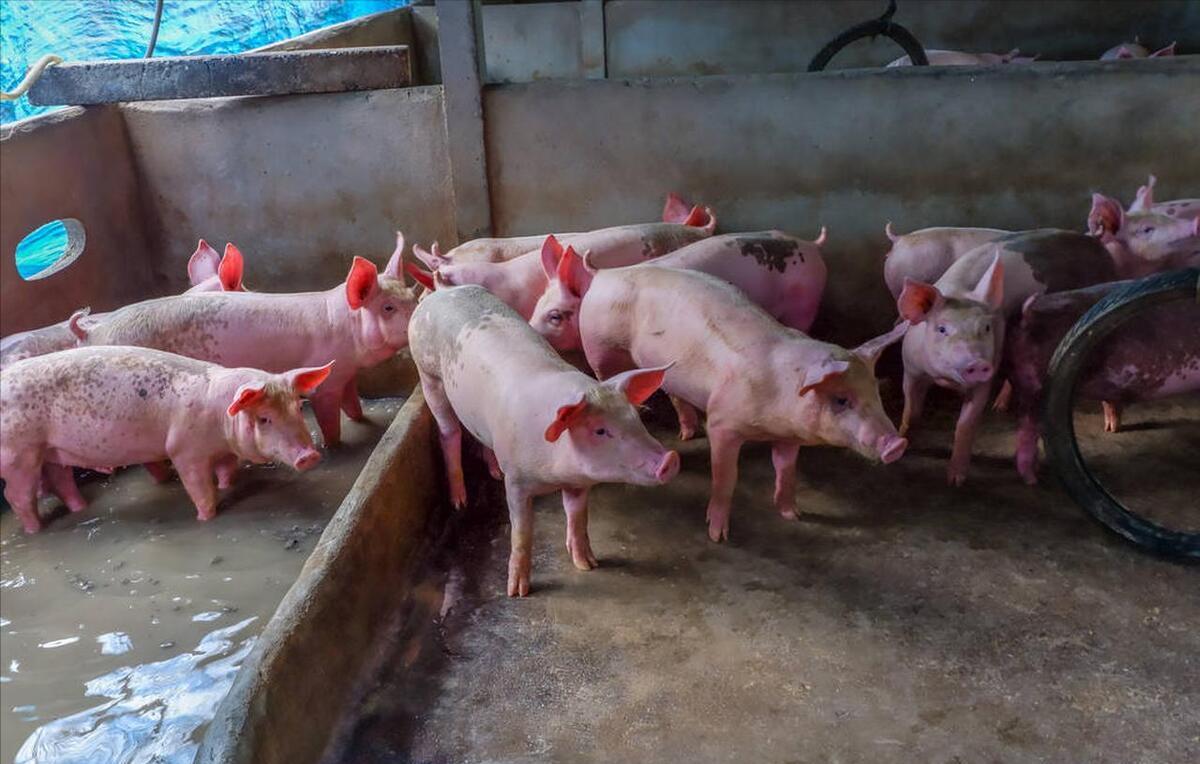 四川生猪价格最新行情及猪事趣事概述