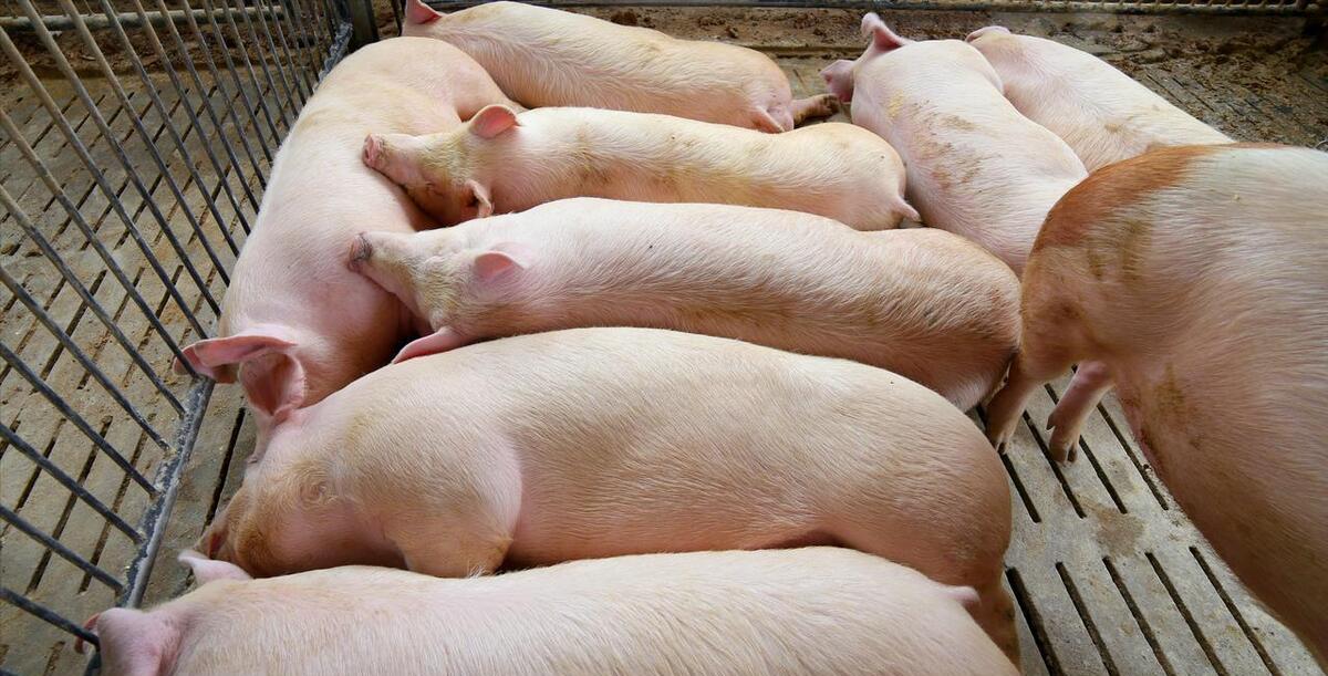 四川生猪价格最新行情及猪事趣事概述