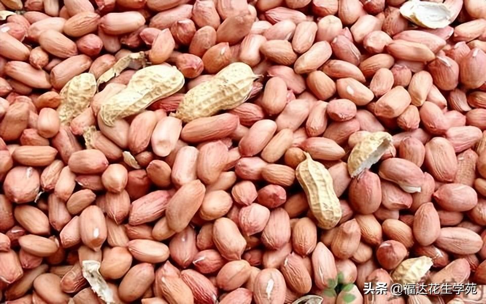 花生最新价格，时代印记与市场的脉动