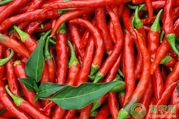 辣椒价格最新行情揭秘，市场行情与厨房应用探究