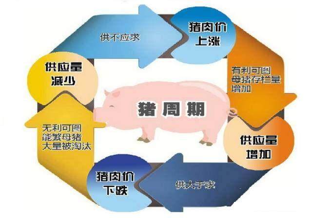 今日全国最新猪价,科技引领的智能预测尽在掌握