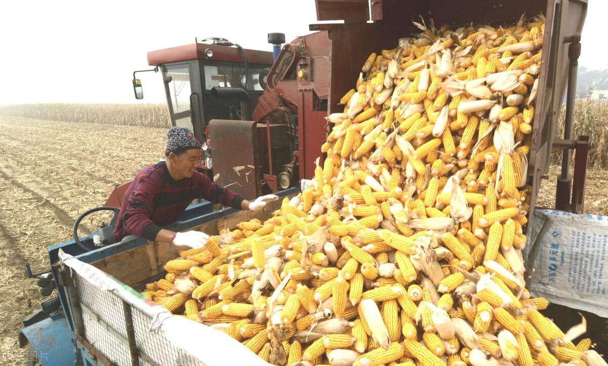 玉米价格走势图揭秘,奇妙旅程与背后的故事