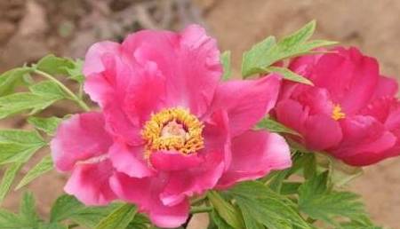 白小姐三肖三码必中生肖,实时更新解释介绍_PQH85.870未来版