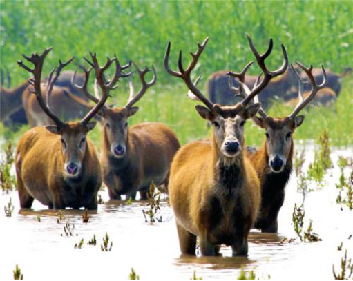 2024四不像正版最新版本,持续性实施方案_AZR83.620互助版