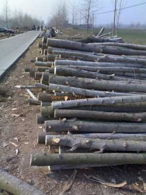 杨木最新市场行情解析，价格动态与市场走势深度探讨