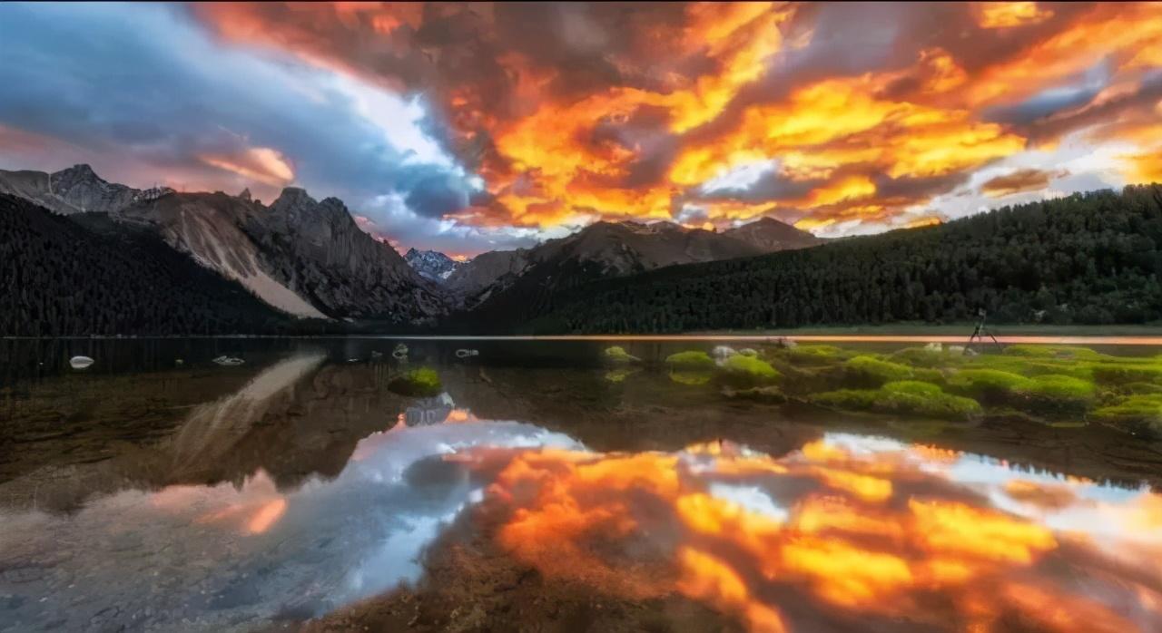 成都最新寻狗事件揭秘,背景、进展与影响全解析