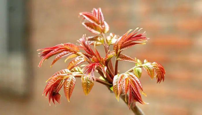 香椿最新价格揭秘,探寻自然美景与内心平静的旅程