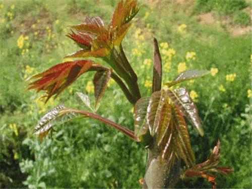 香椿最新价格揭秘,探寻自然美景与内心平静的旅程