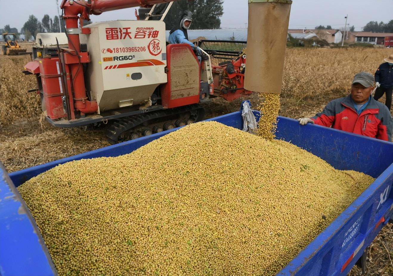 国产大豆最新价格,科技引领价值飞跃,体验未来大豆时代