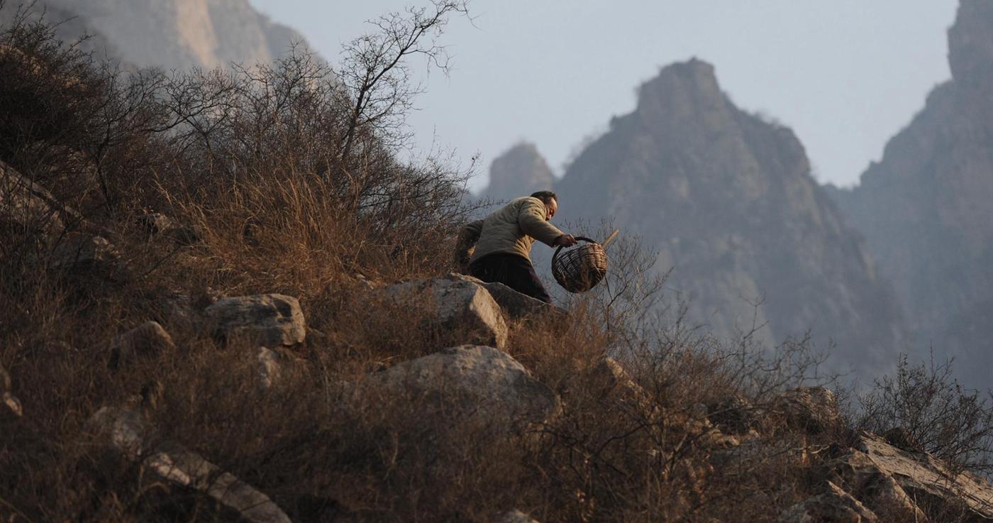连翅最新价格概览,市场分析、趋势预测与科普解读