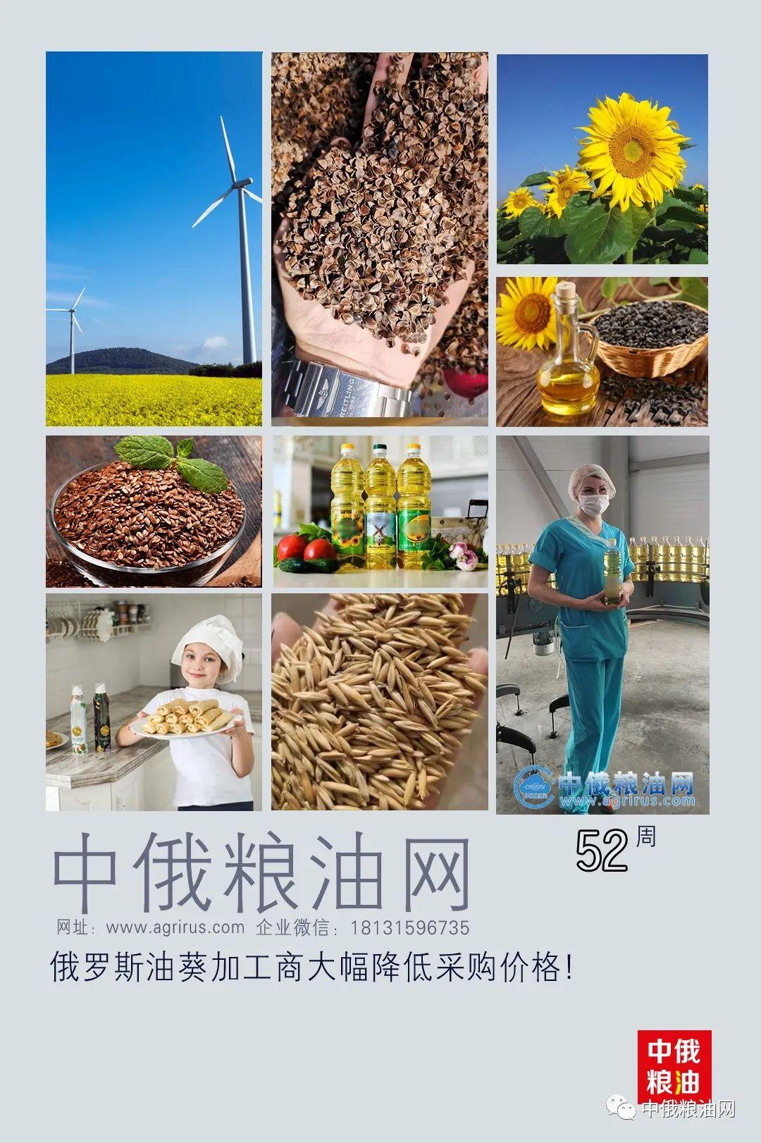 油葵最新价格及市场走势、种植前景与价值分析详解