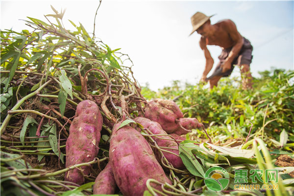 最新地瓜价格概览及市场动态分析