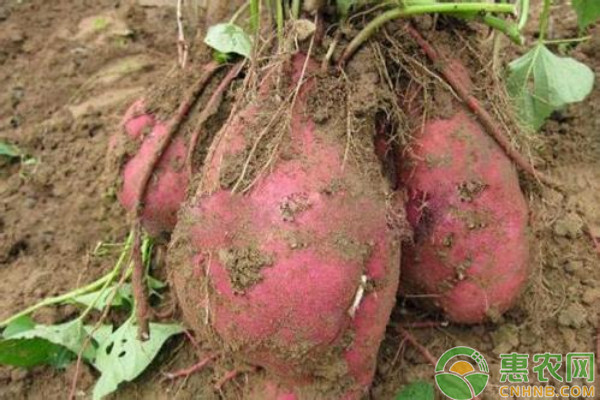 最新地瓜价格概览及市场动态分析