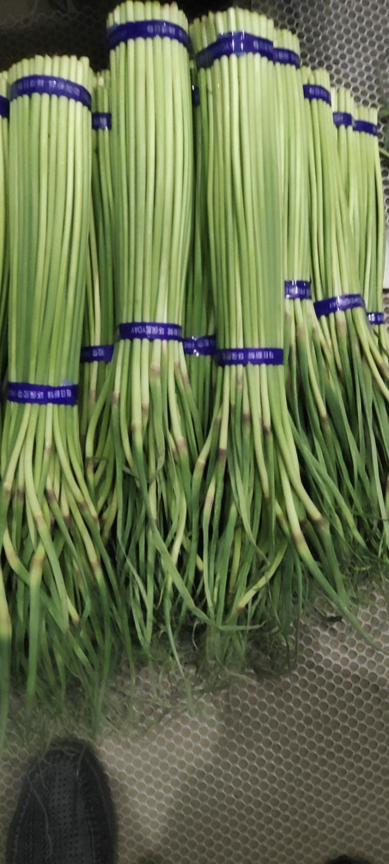 开封蒜薹最新价格获取与理解指南