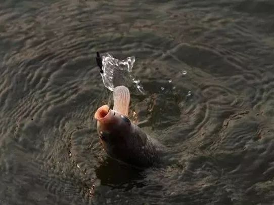 最新捕鱼下分,时代产物与变迁的见证