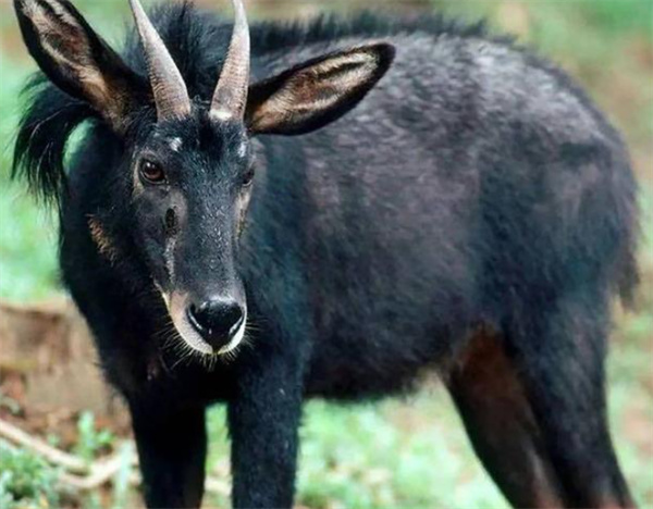 921212cc四不像凤凰,定性解析明确评估_编辑版27.253