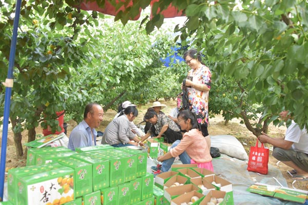 探索杏产业新动态与变迁,最新杏吧地址汇总