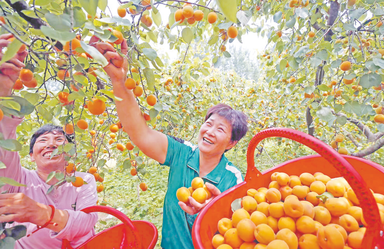 探索杏产业新动态与变迁,最新杏吧地址汇总