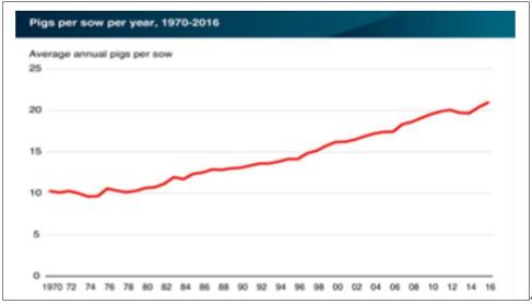最新生猪价格走势分析,前景乐观,友情与陪伴同样重要