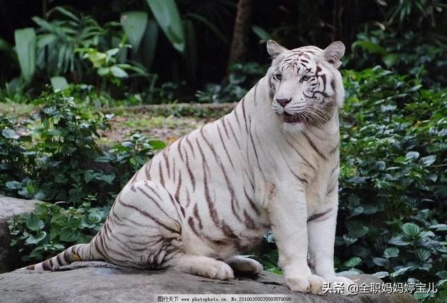 2024年白老虎免费公开,策略规划_持久版87.997