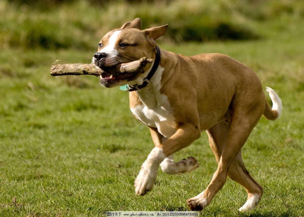 跑狗图993994高清跑狗图的安全性,具象化表达解说_多元文化版19.643