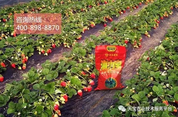 2017年草莓新品种崛起,探索与影响