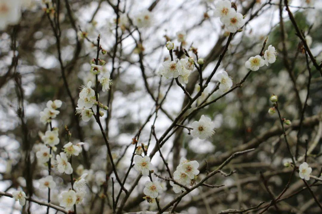 广西梅花盛事连连,展现冬日之美,梅花协会最新消息揭秘!