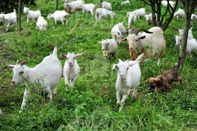 最新养羊,稳固执行方案计划_未来版94.281