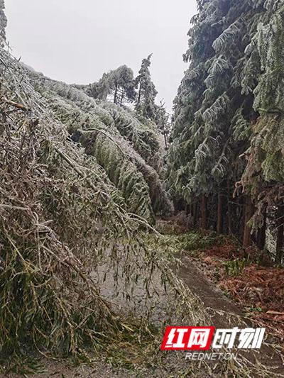 国网最新动态更新,关注国网最新消息