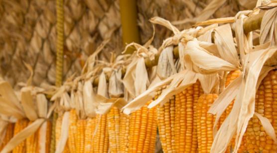 今日玉米粮价行情及最新消息分析