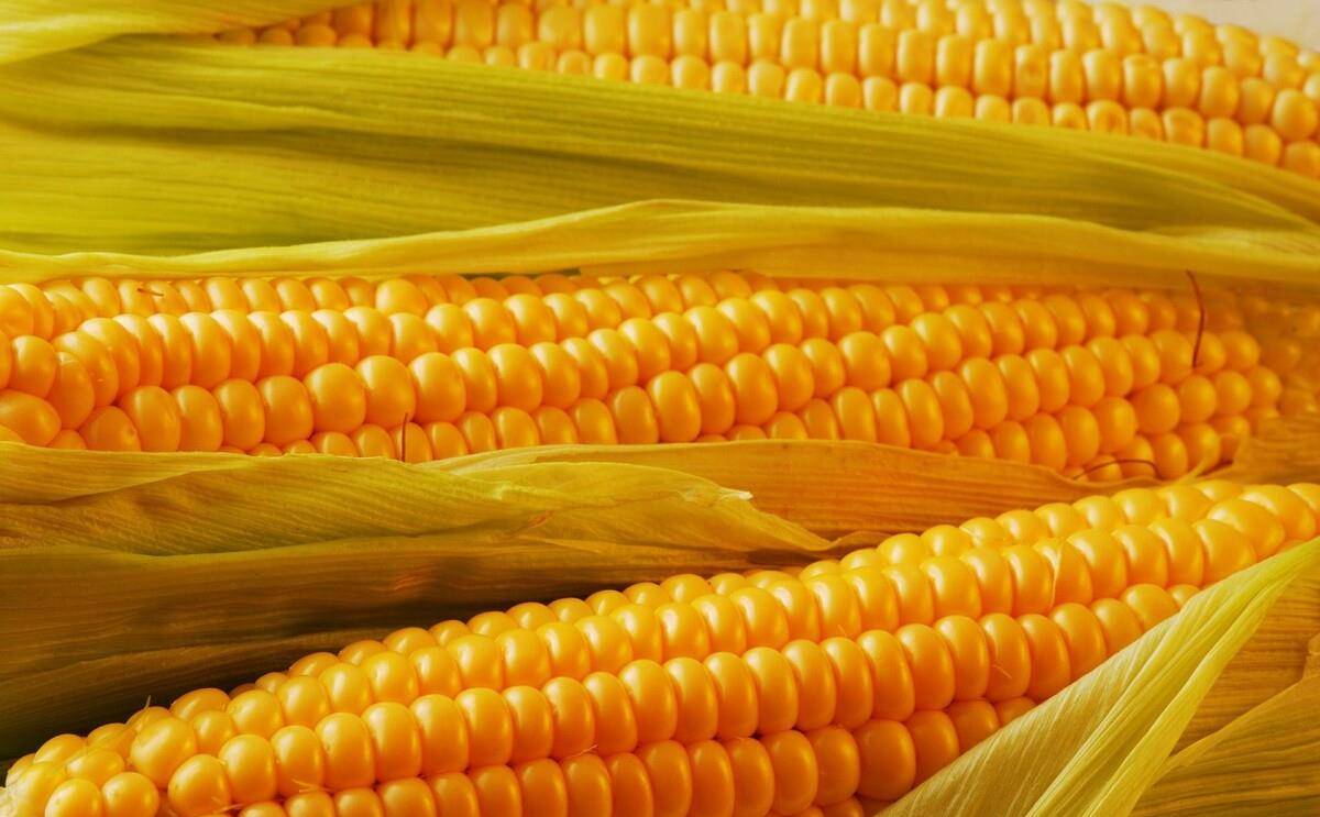 今日玉米粮价行情及最新消息分析