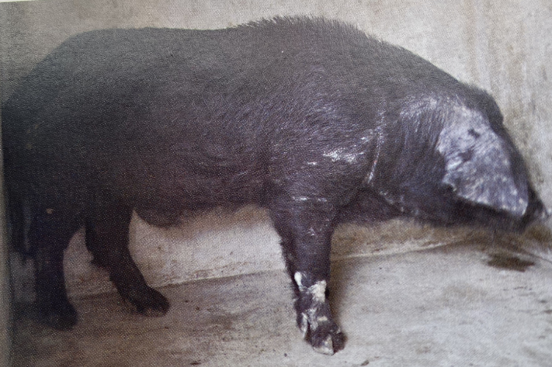 一步青云淮左名猪最新,实践调查说明_穿戴版23.334