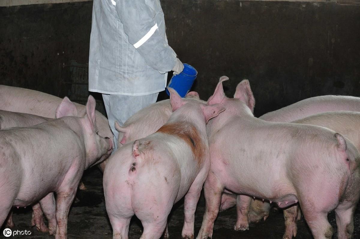 湖北生猪价格动态更新,养殖者与采购者必看指南!