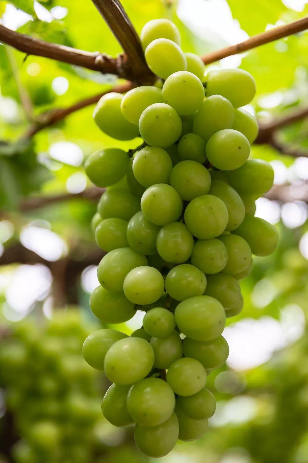 石家庄封闭最新通知,巷弄深处的隐藏瑰宝揭秘