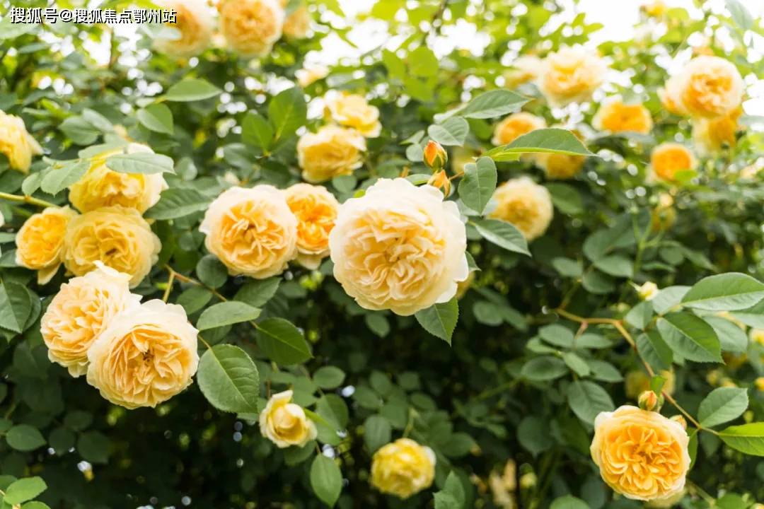 江阴最新房价动态,趋势分析、展望与深度解读