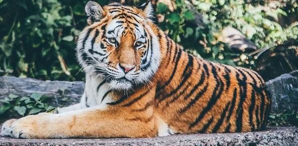 虎网站最新深度解析,背景、重要事件与地位全面透视