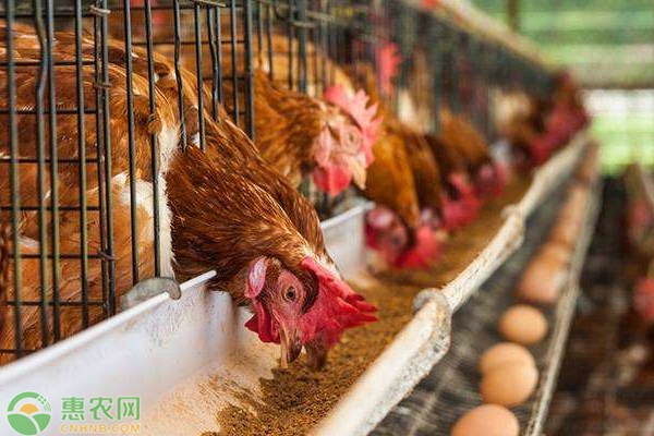 科技引领新时代养鸡业,今日淘汰鸡最新价格概览
