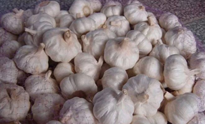 科技重塑杞县大蒜产业新纪元,最新收购价动态分析