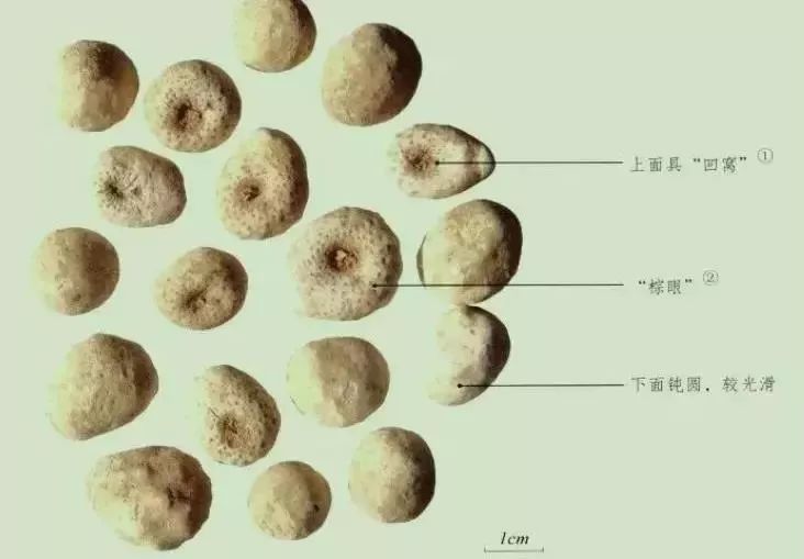 半夏价格揭秘,小巷深处的药香宝藏探索