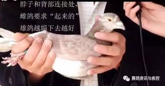 邓文敏鉴鸽视频，翱翔的自信与学习的力量展示标题，邓文敏鉴鸽风采，自信翱翔与学习的力量展现