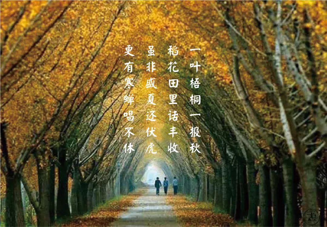 插树岭演员表，探寻自然美景之旅，内心平和宁静的寻觅之旅