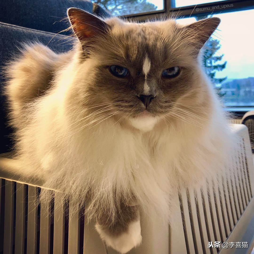 探索现代猫咪生活的全新面貌，猫咪最新版介绍