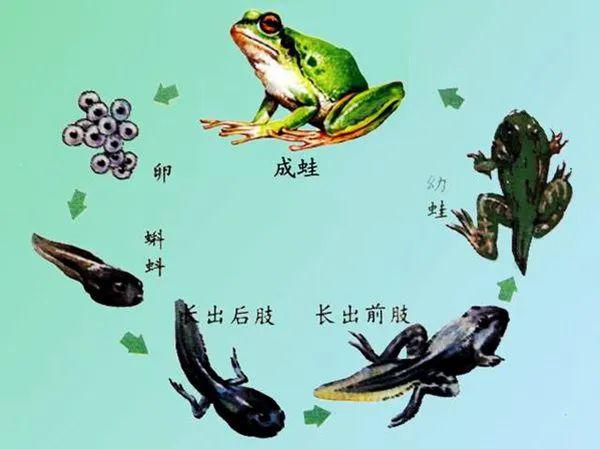 探寻时代变迁下的微小生命奇迹，蝌蚪的最新故事与前沿动态