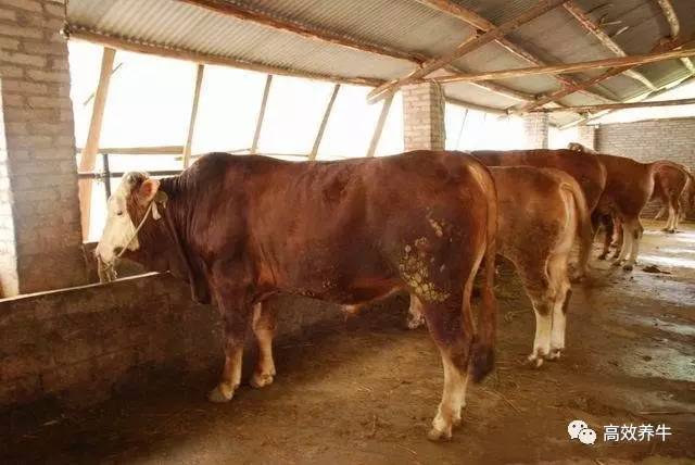肉牛最新价格指南，获取与理解市场价格的方法与策略