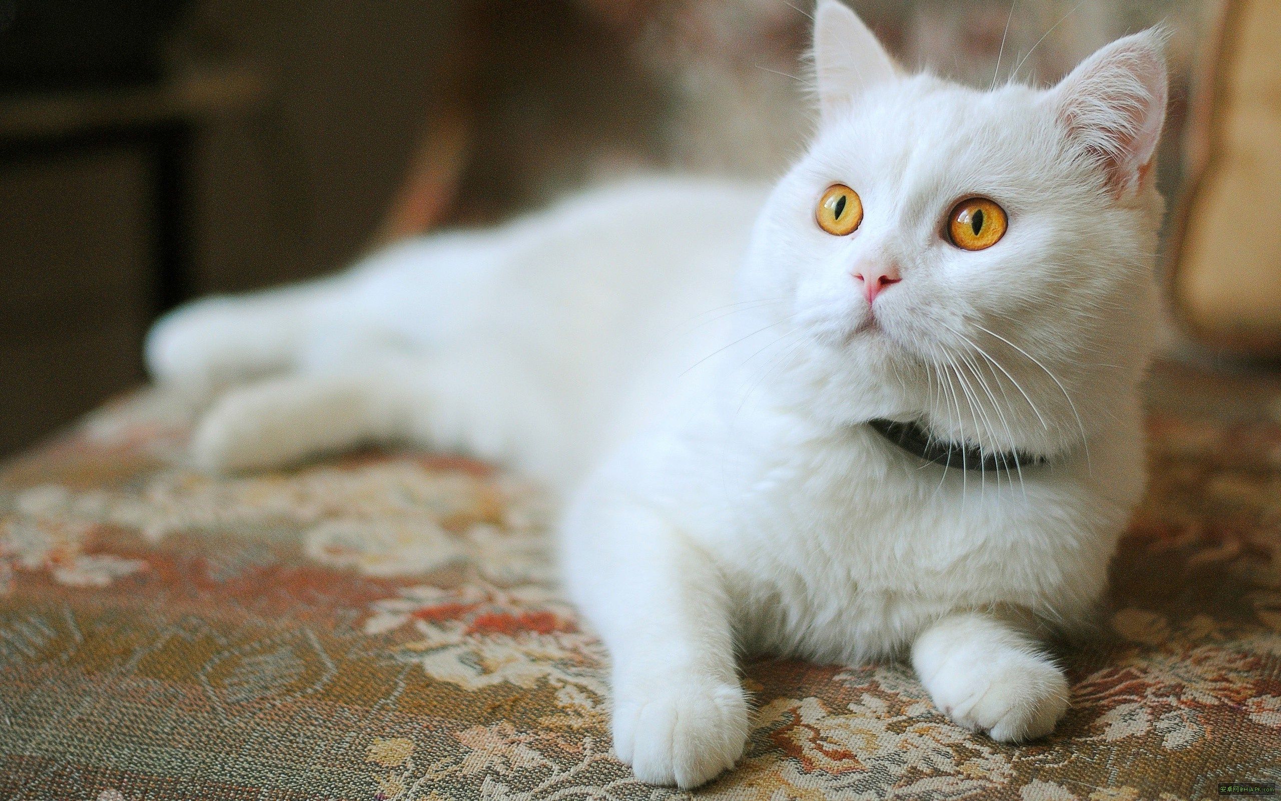 最新猫咪破解版，养猫达人详细步骤指南
